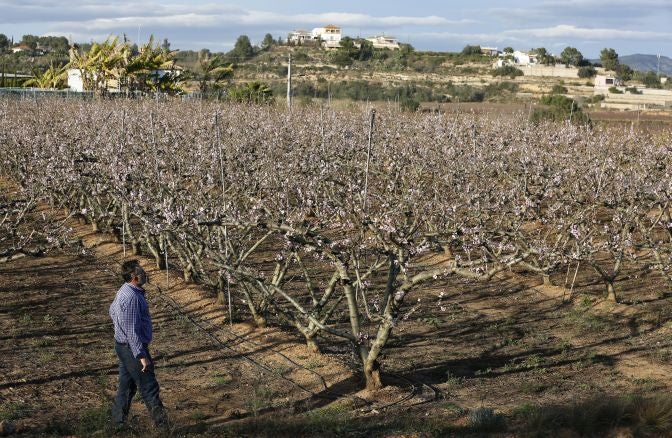 El cálido invierno asfixia al campo