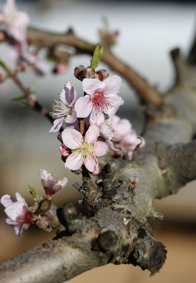 El cálido invierno asfixia al campo