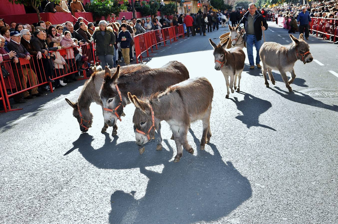 Bendición de animales en San Antonio (II)