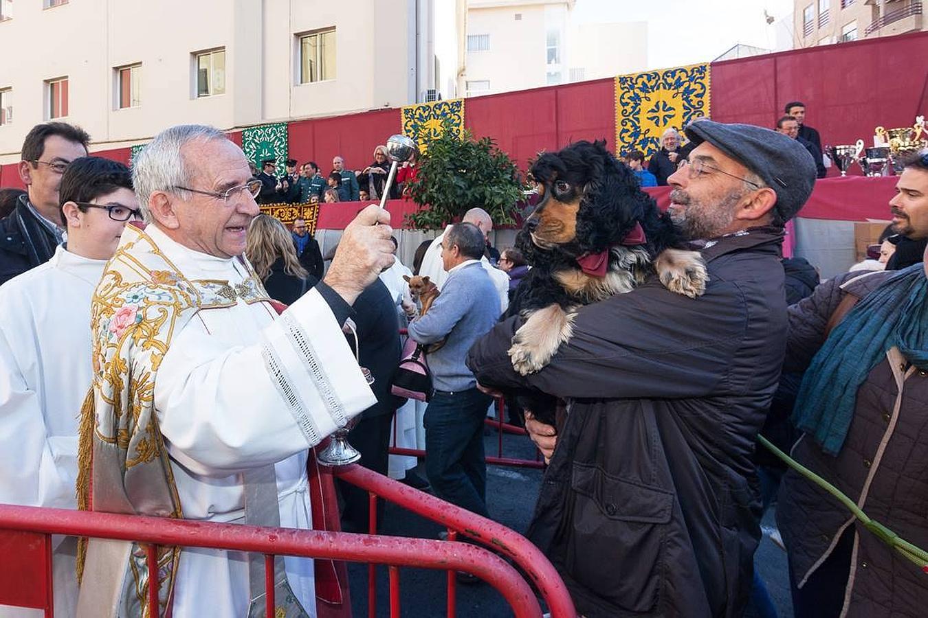 Bendición de animles en San Antonio