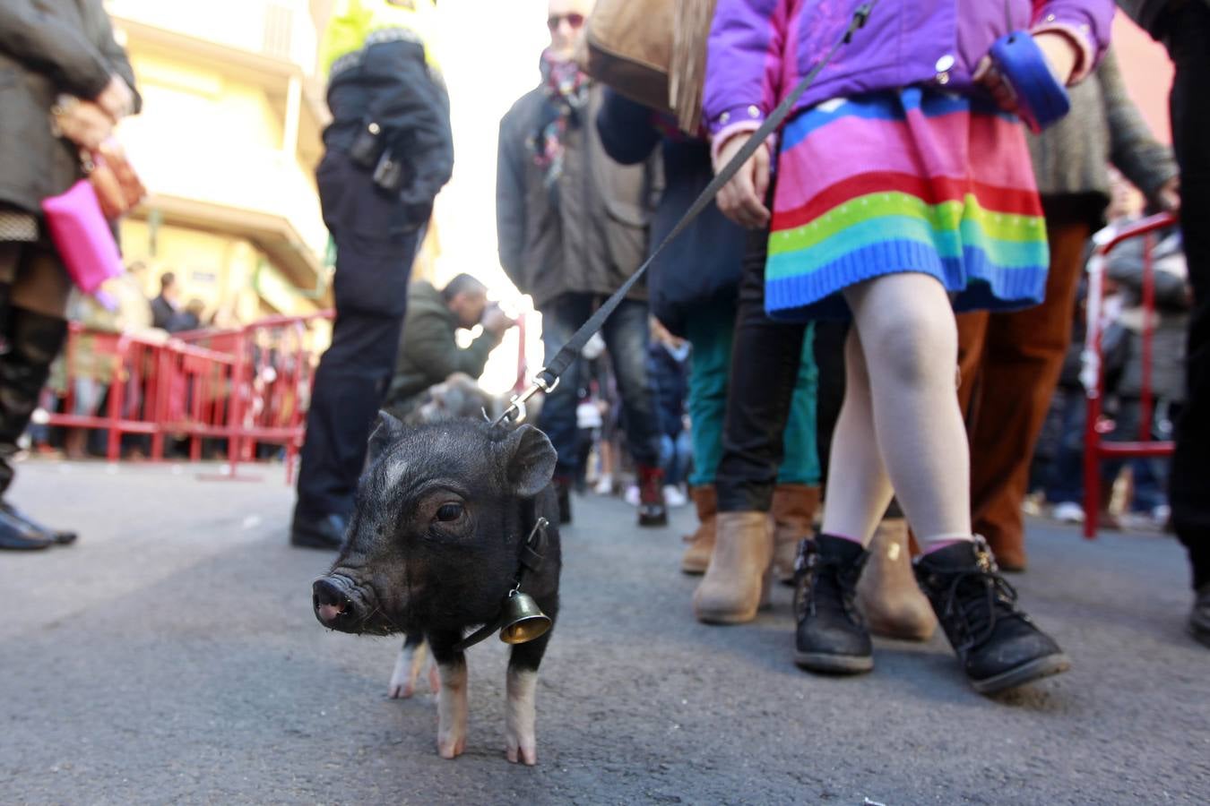 Bendición de animles en San Antonio