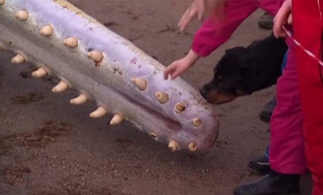 Oleada de cachalotes muertos
