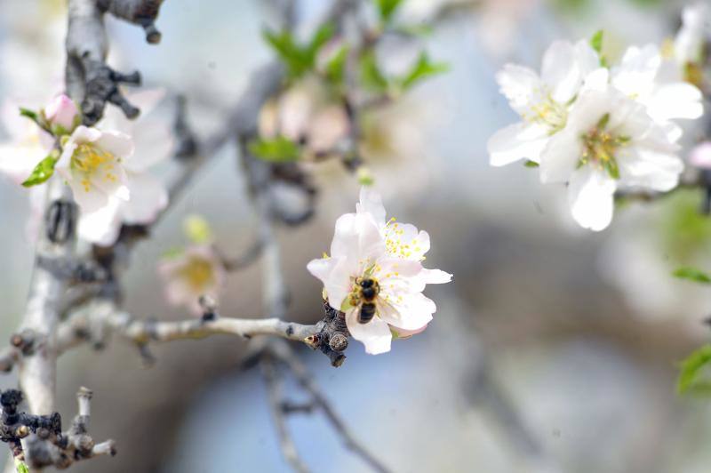 El cálido y seco invierno hace peligrar diez millones de kilos de almendras