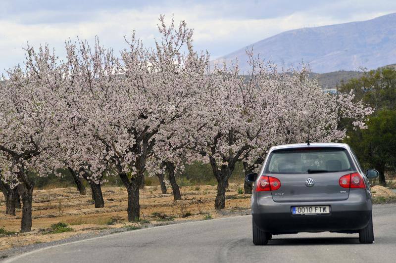 El cálido y seco invierno hace peligrar diez millones de kilos de almendras