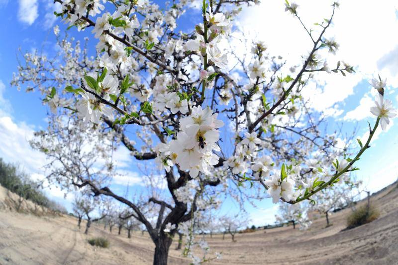 El cálido y seco invierno hace peligrar diez millones de kilos de almendras