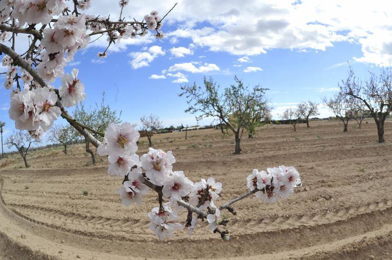 El cálido y seco invierno hace peligrar diez millones de kilos de almendras