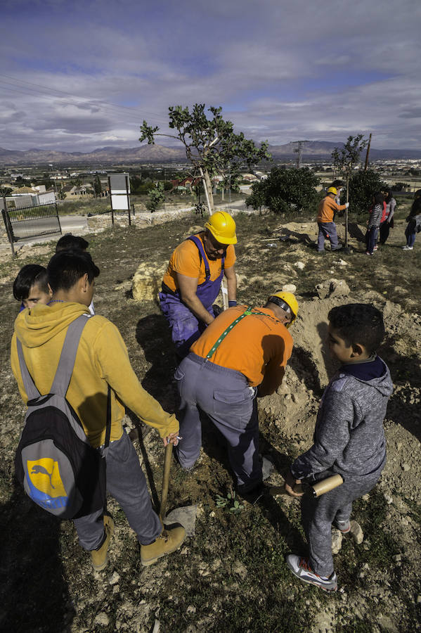 Plantación de árboles en la cantera de Orihuela