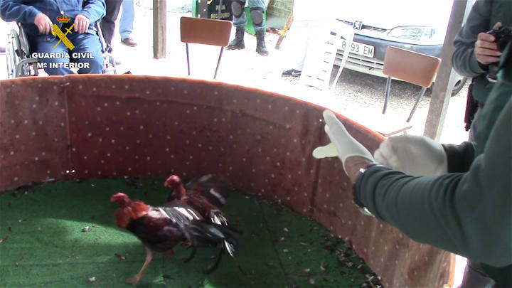 Detenidas 25 personas por una pelea ilegal de gallos