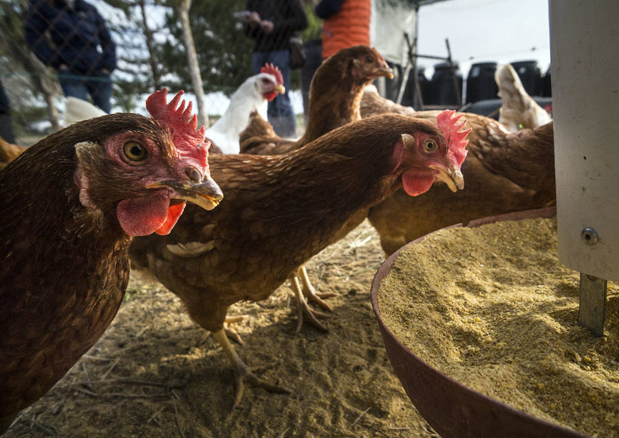 Gallinas en busca de padrinos