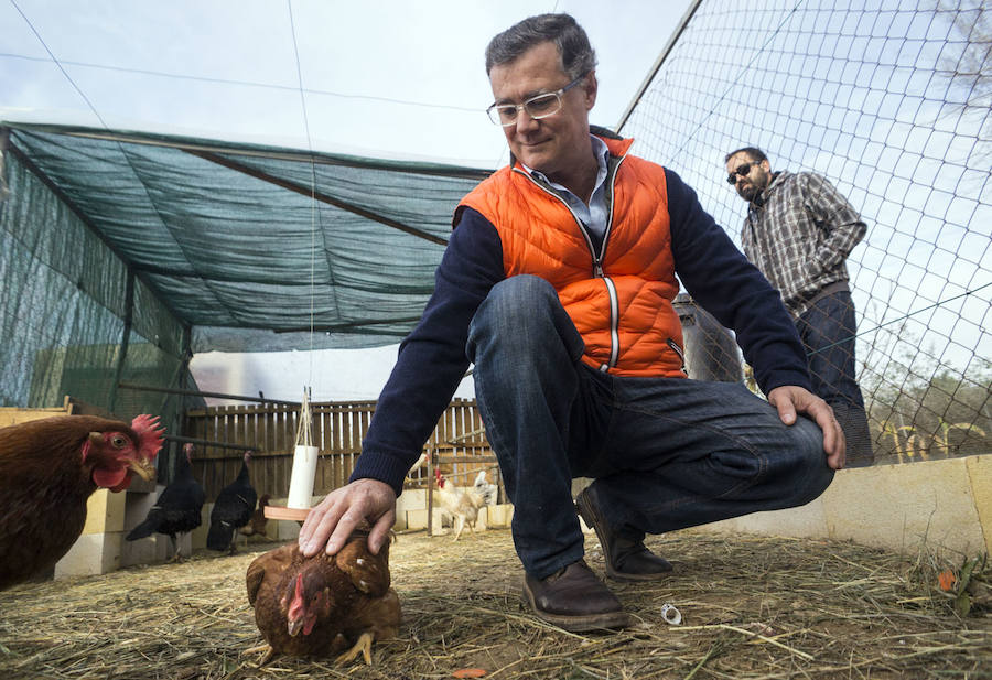 Gallinas en busca de padrinos