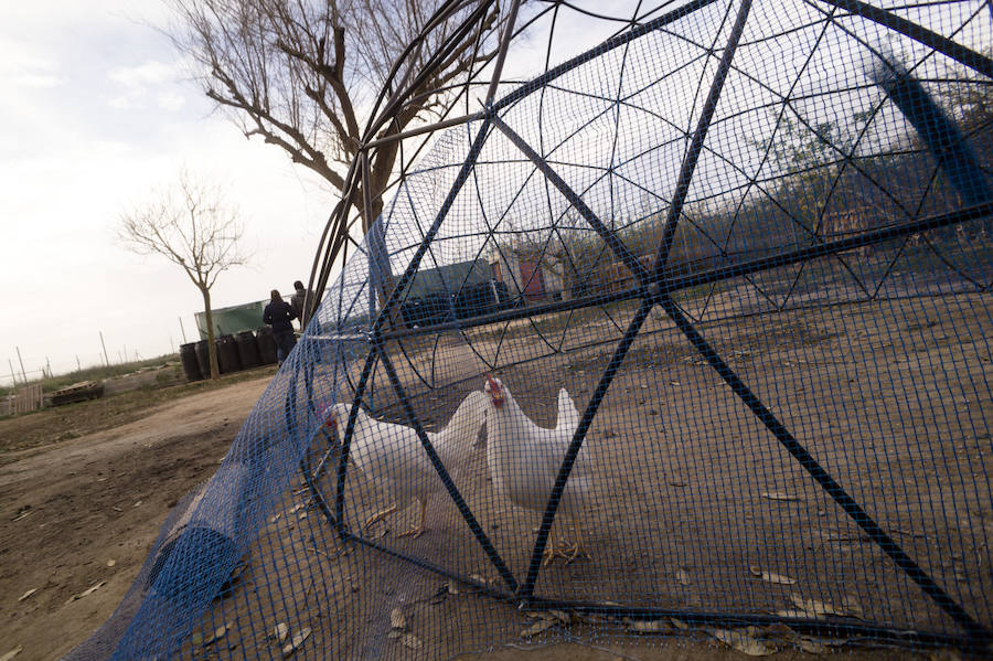 Gallinas en busca de padrinos