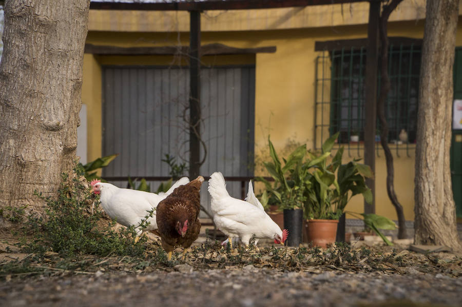 Gallinas en busca de padrinos