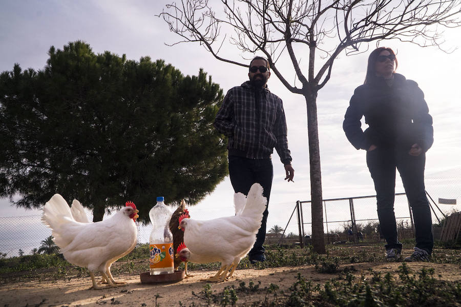 Gallinas en busca de padrinos