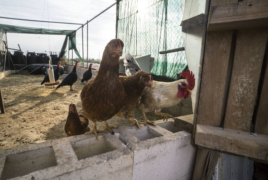 Gallinas en busca de padrinos