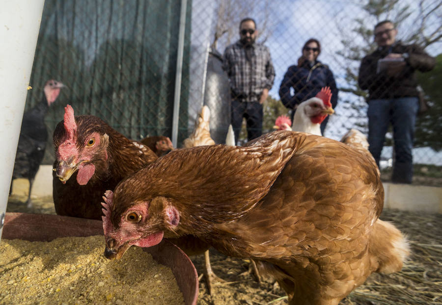 Gallinas en busca de padrinos