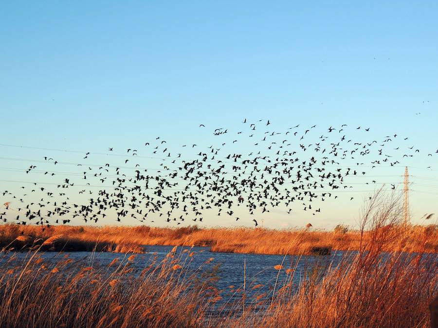 Parque Natural de La Albufera