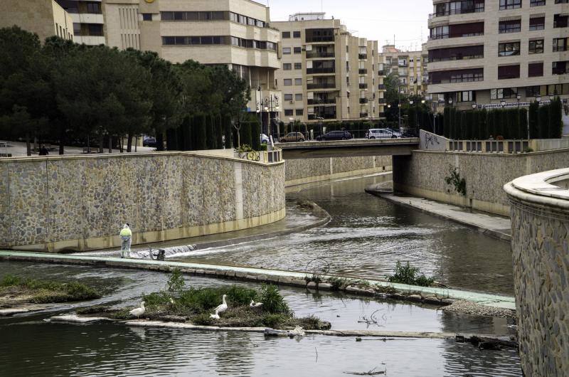 Medio Ambiente limpia el cauce urbano del río Segura ante la inacción de la Confederación