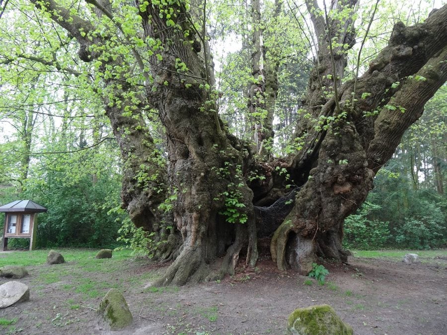 El tilo milenario de Heede (Alemania). 