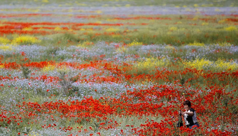 Una mujer camina a través de un campo en flor en Kazajstán.