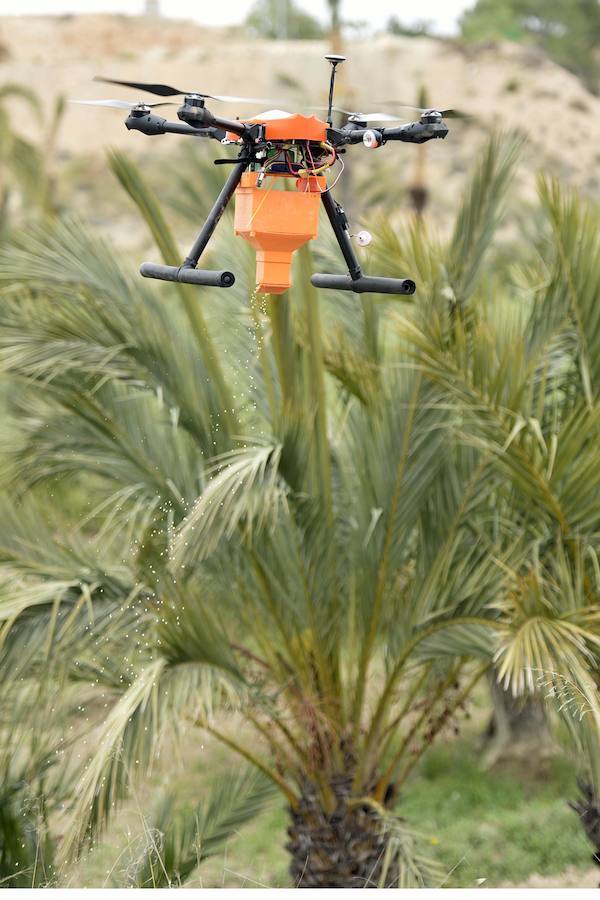 Un dron, nueva herramienta frente al picudo rojo