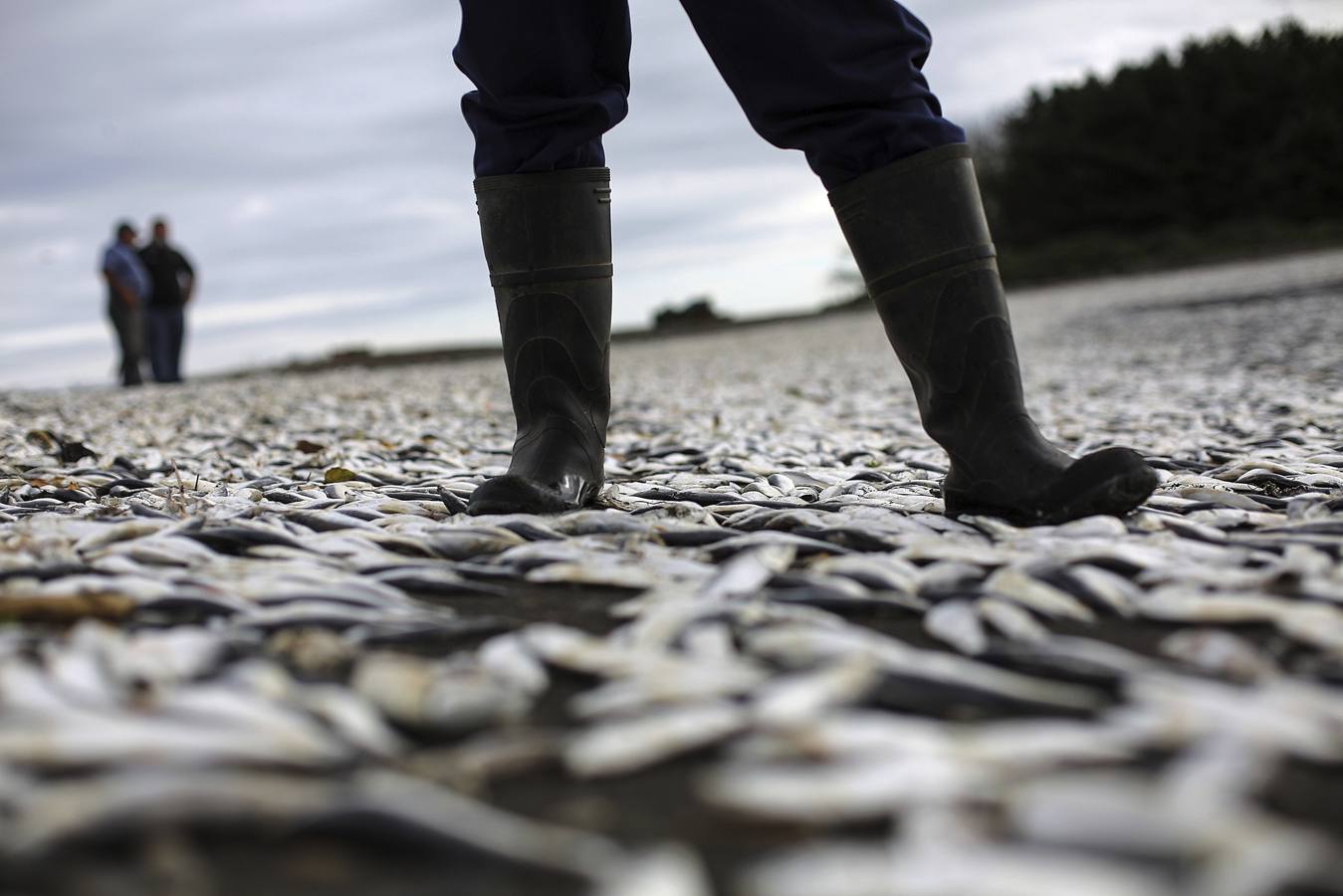 Trabajadores retiran sardinas muertas el domingo, 15 de mayo 2016, en la caleta La Barra ubicada en la desembocadura del río Toltén en la sureña región de La Araucania, localidad ubicada 680 kilómetros al sur de Santiago (Chile). A pesar de las labores de limpieza las sardinas se han seguido varando, en un inicio se contabilizaban alrededor de 20 toneladas del pez muerto en las orillas para cerrarse en alrededor de 300 toneladas. Los pescadores siguen en su labor de limpieza para próximamente restablecer su trabajo que han cesado hace mas o menos un mes, desde el primer varamiento de sardinas en Queulen.