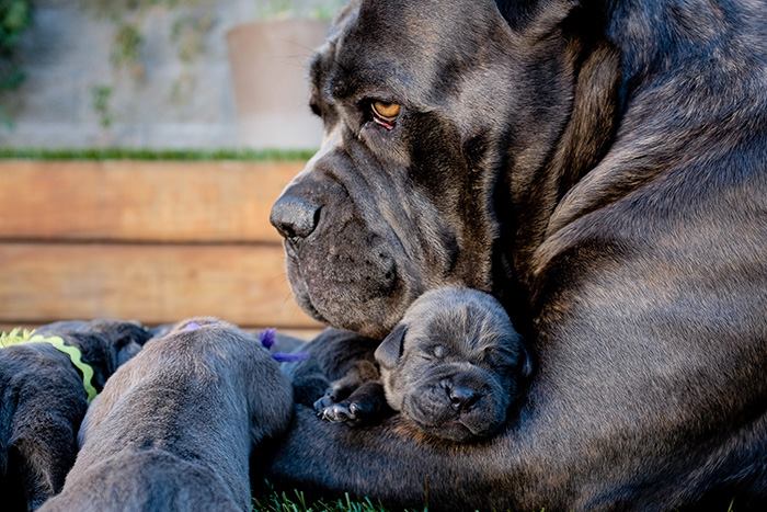 Fotos de las mascotas más encantadoras del mundo