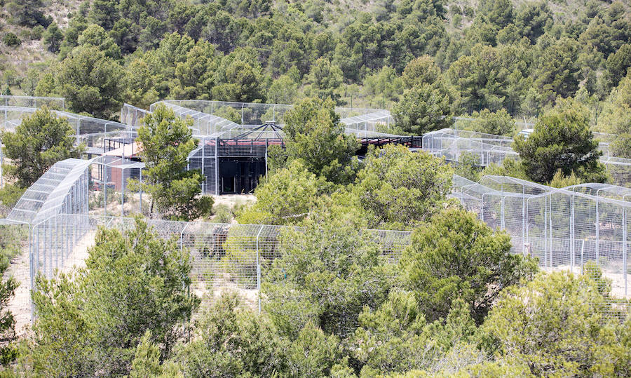 La Reina Sofía inaugura las instalaciones de felinos de Primadomus en Villena