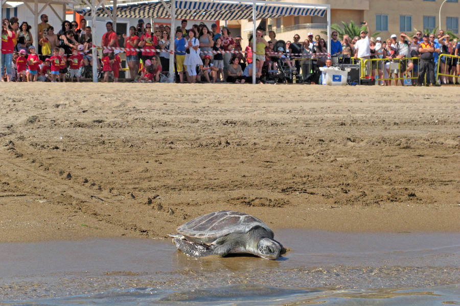 Dos tortugas regresan al mar en Dénia