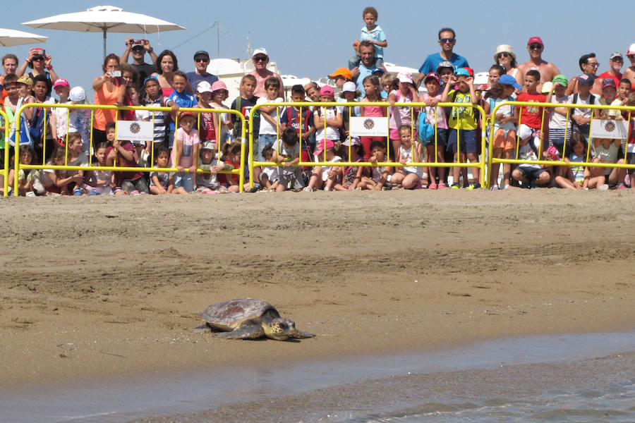 Dos tortugas regresan al mar en Dénia