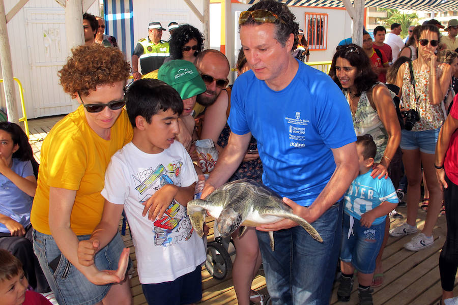 Dos tortugas regresan al mar en Dénia