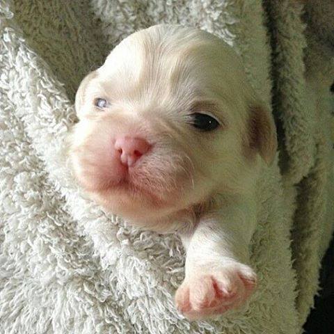 Fotos de los cachorros más amorosos de Instagram