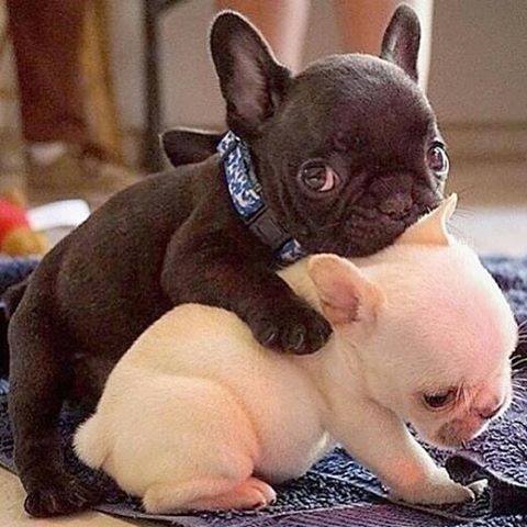 Fotos de los cachorros más amorosos de Instagram