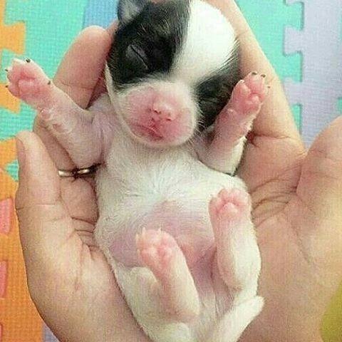 Fotos de los cachorros más amorosos de Instagram