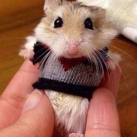 Fotos de los cachorros más amorosos de Instagram