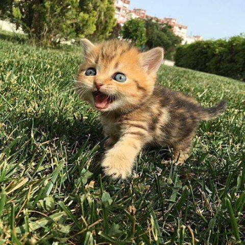 Fotos de los cachorros más amorosos de Instagram