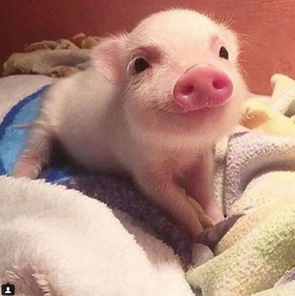 Fotos de los cachorros más amorosos de Instagram