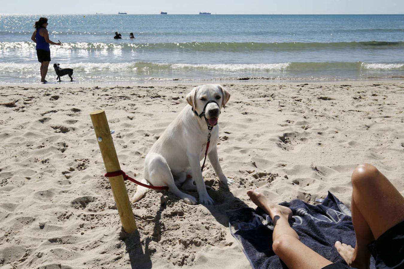 Fotos de la playa de perros en Pinedo