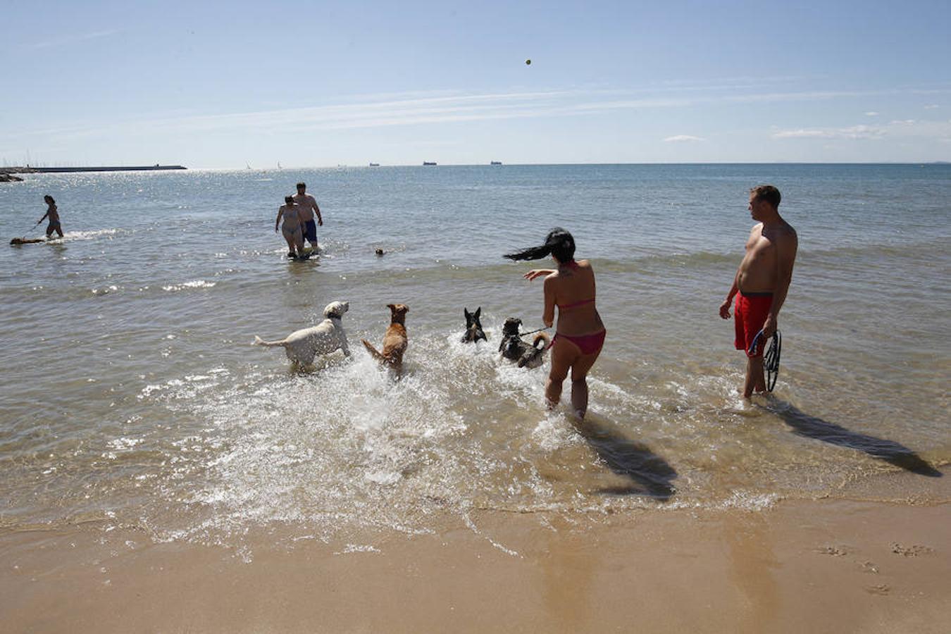 Fotos de la playa de perros en Pinedo