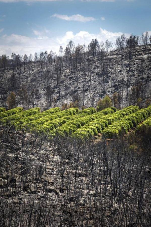 Fotos del incendio de Carcaixent (17-06-2016) II