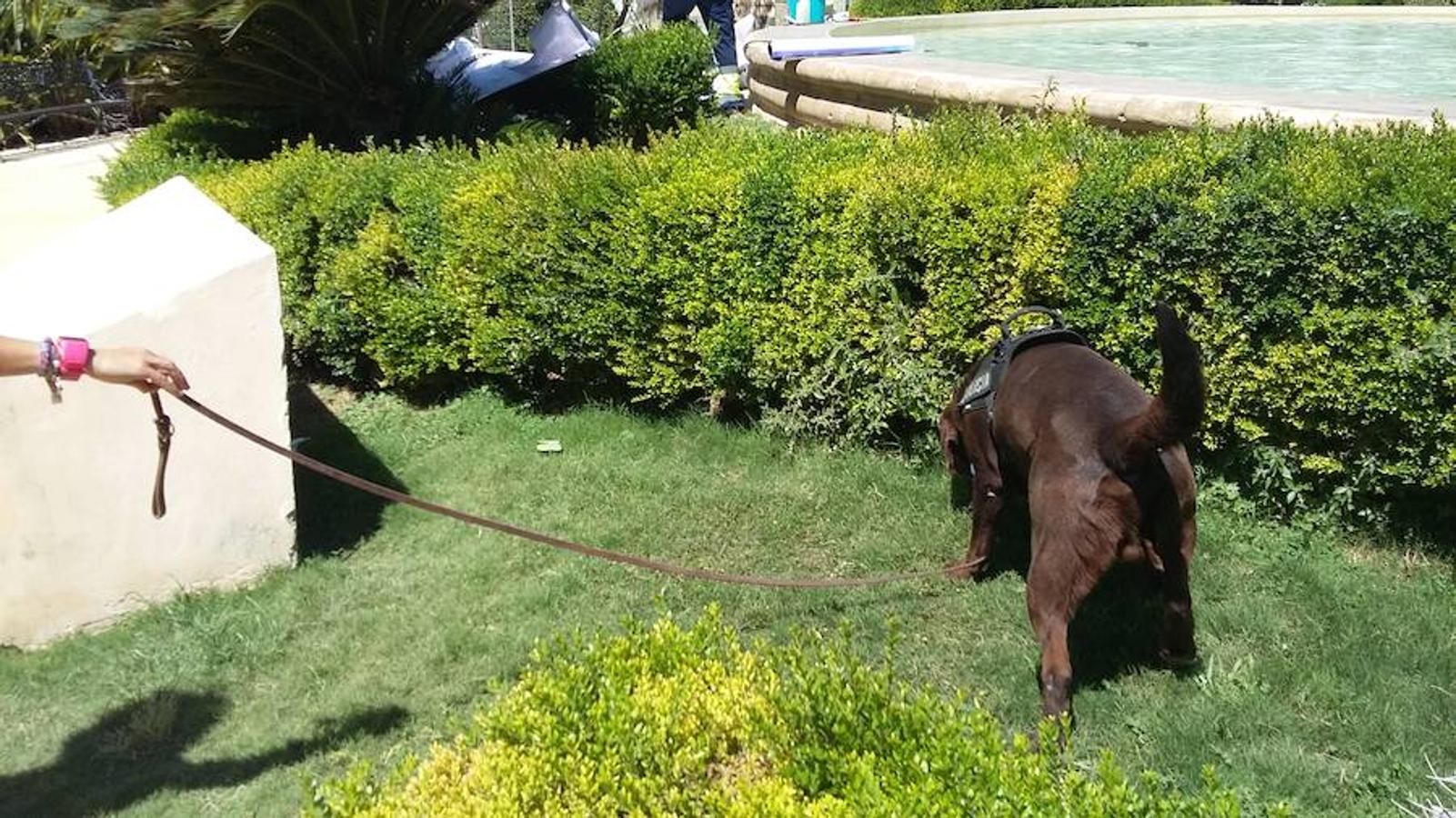 Máxima seguridad en la plaza de los Luceros