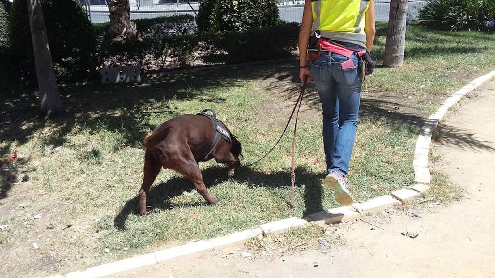 Máxima seguridad en la plaza de los Luceros