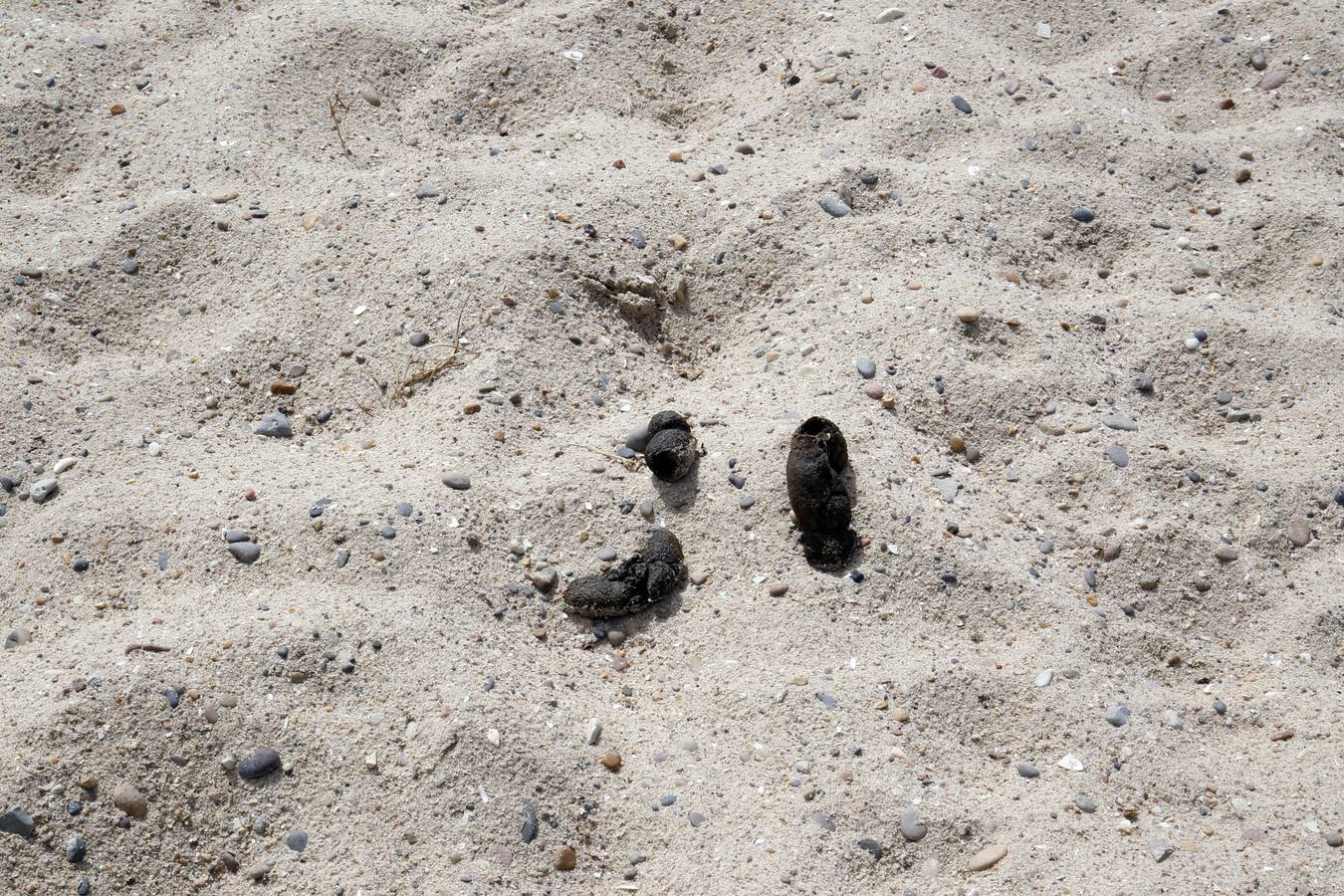 Fotos de la playa canina de Pinedo: perros autorizados