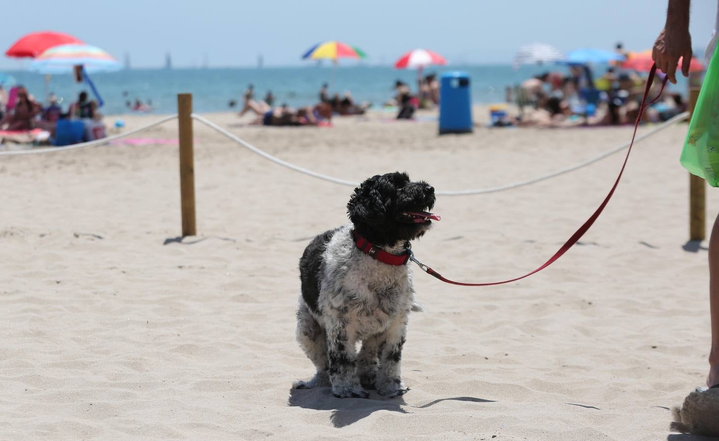 Fotos de la playa canina de Pinedo: perros autorizados