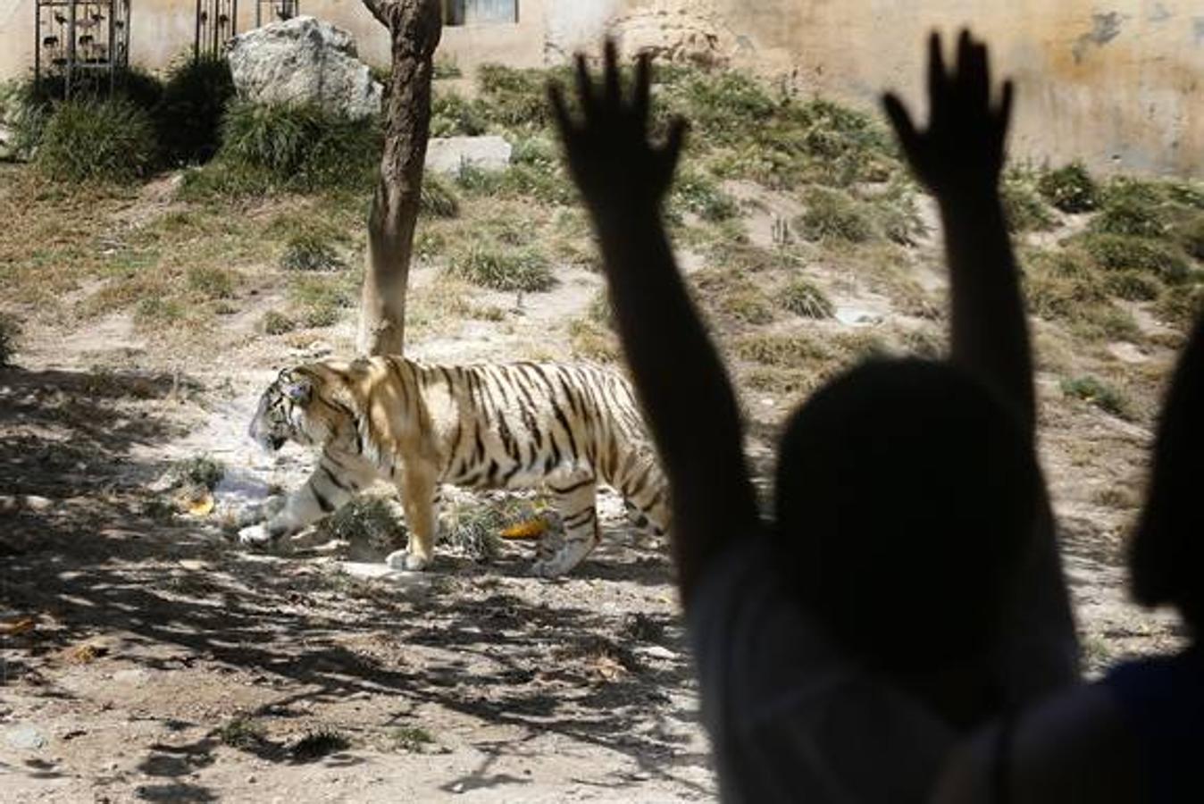 Fotos de tigres en Terra Natura