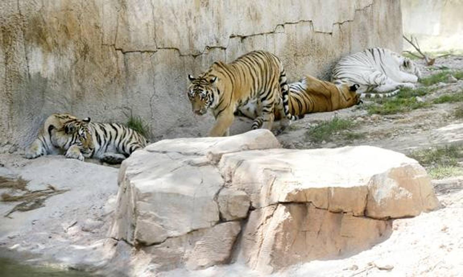 Fotos de tigres en Terra Natura