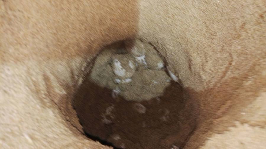 Encuentran una tortuga desovando en un playa de Sueca