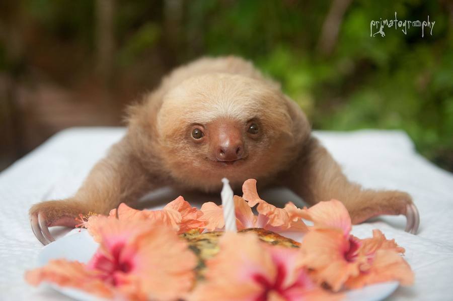 Los bebés perezosos más tiernos del planeta