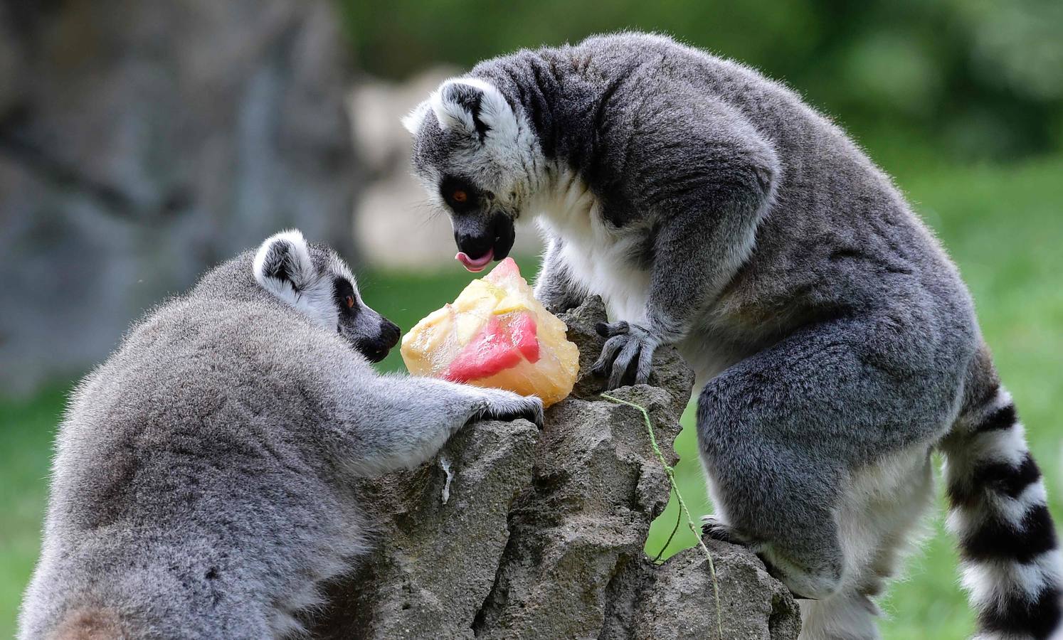 Fotos de los animales del Bioparc de Valencia en verano