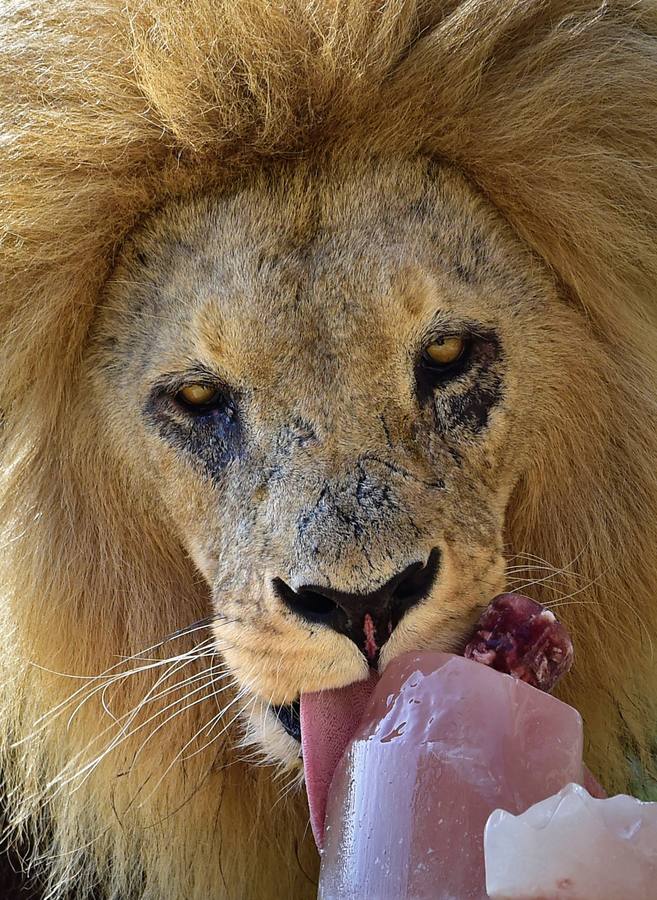 Fotos de los animales del Bioparc de Valencia en verano