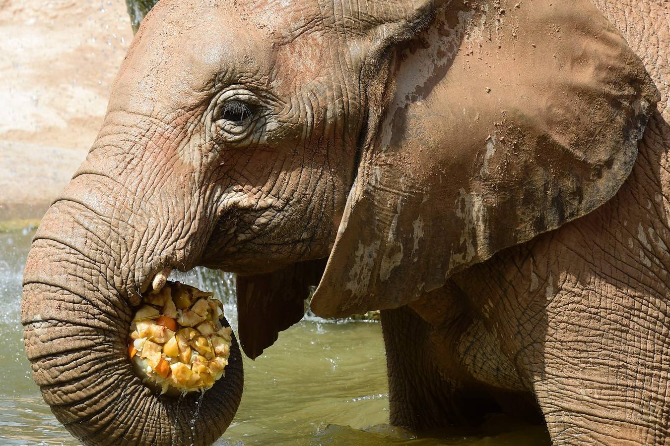 Fotos de los animales del Bioparc de Valencia en verano